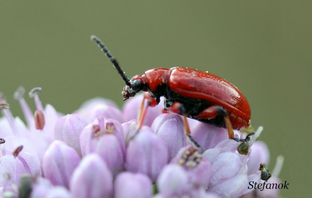 Id Insetto - Lilioceris merdigera (Chrysomelidae)